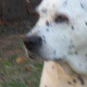 Meet your Posher, Pamela